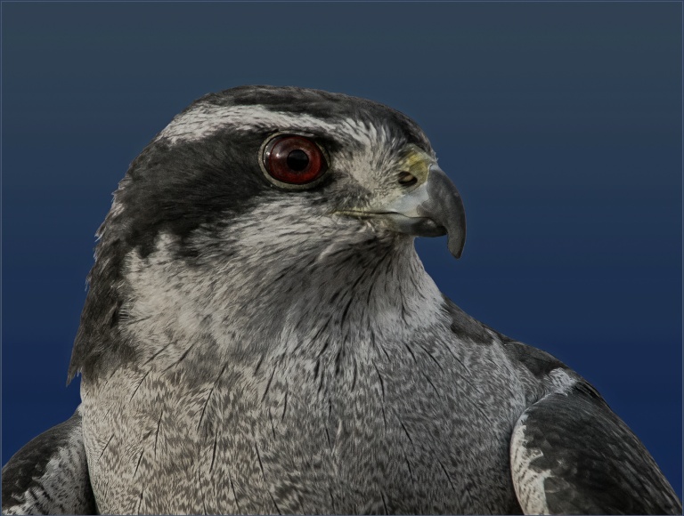Goshawk Portrait